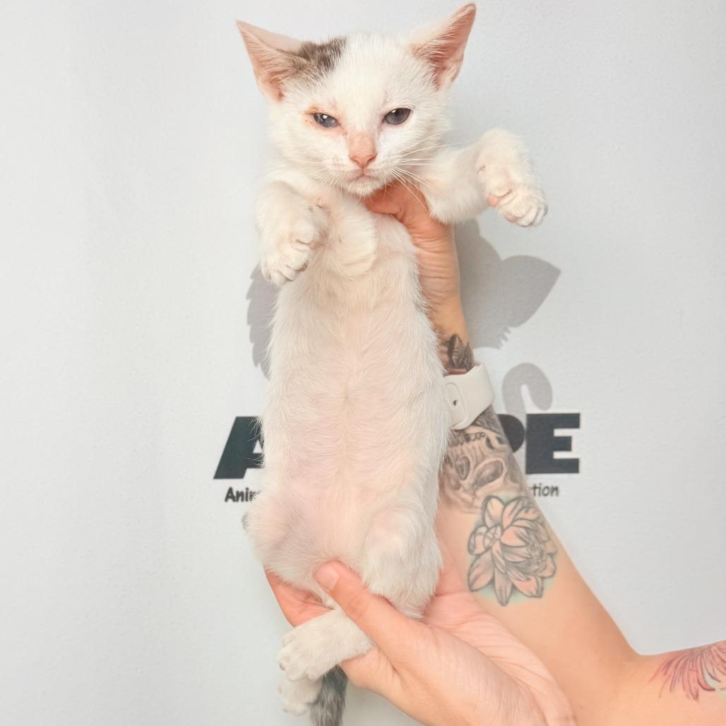 Enlarge Peppercorn, a Adoptable mixed breed in Milton, FL image 5/6