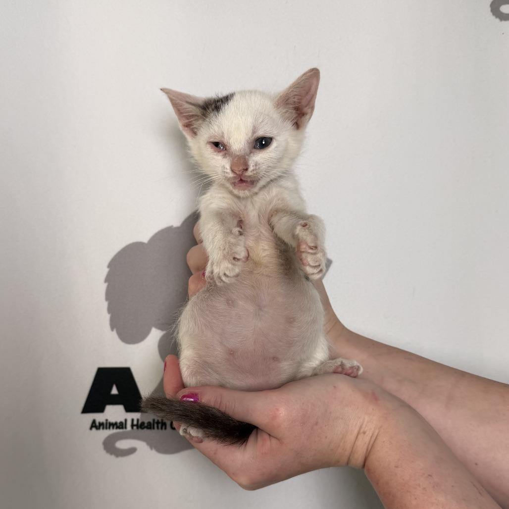 Enlarge Peppercorn, a Adoptable mixed breed in Milton, FL image 6/6