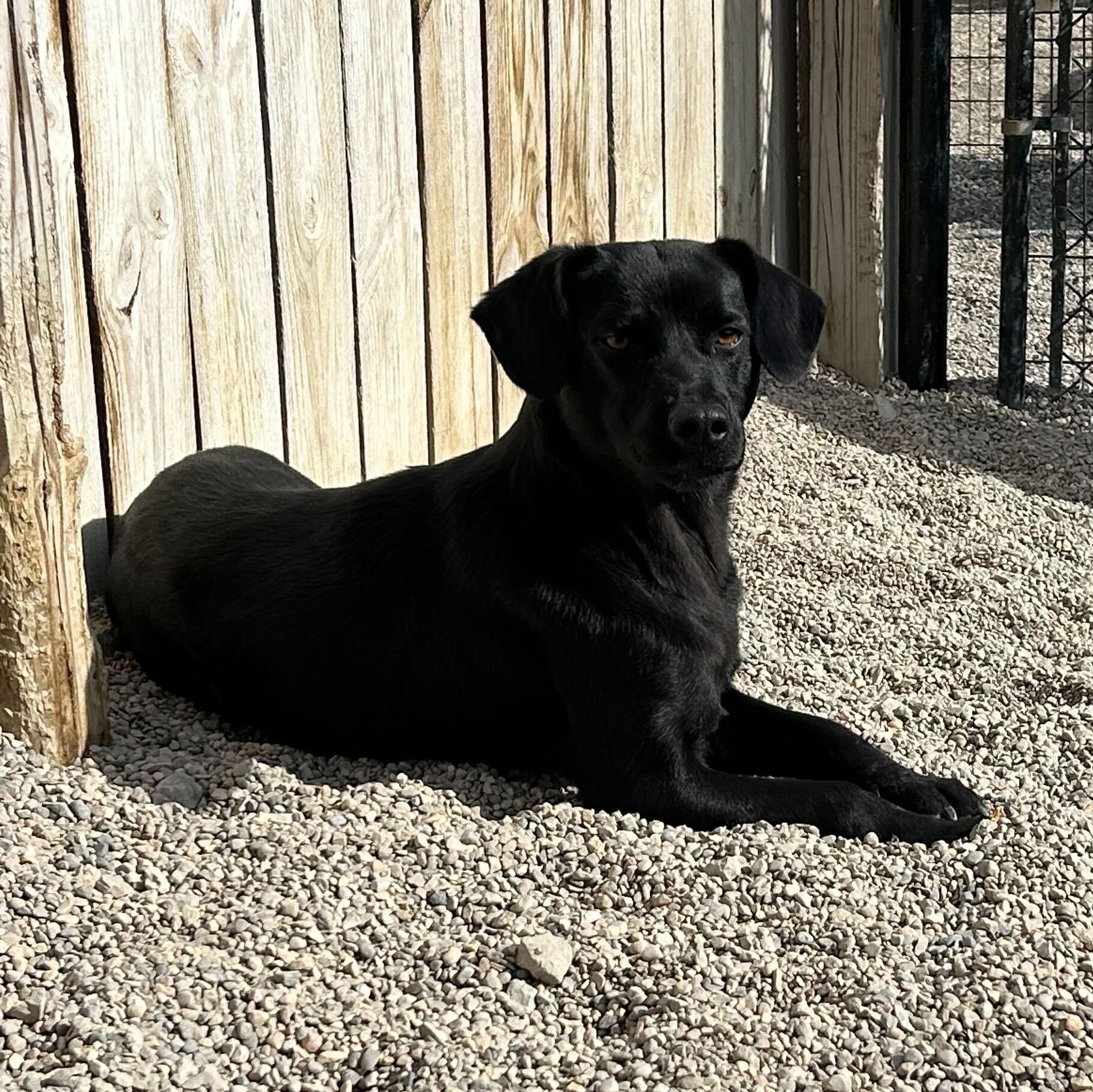 Enlarge Amanda, an adopted mixed breed in Indianapolis, IN image 1/1