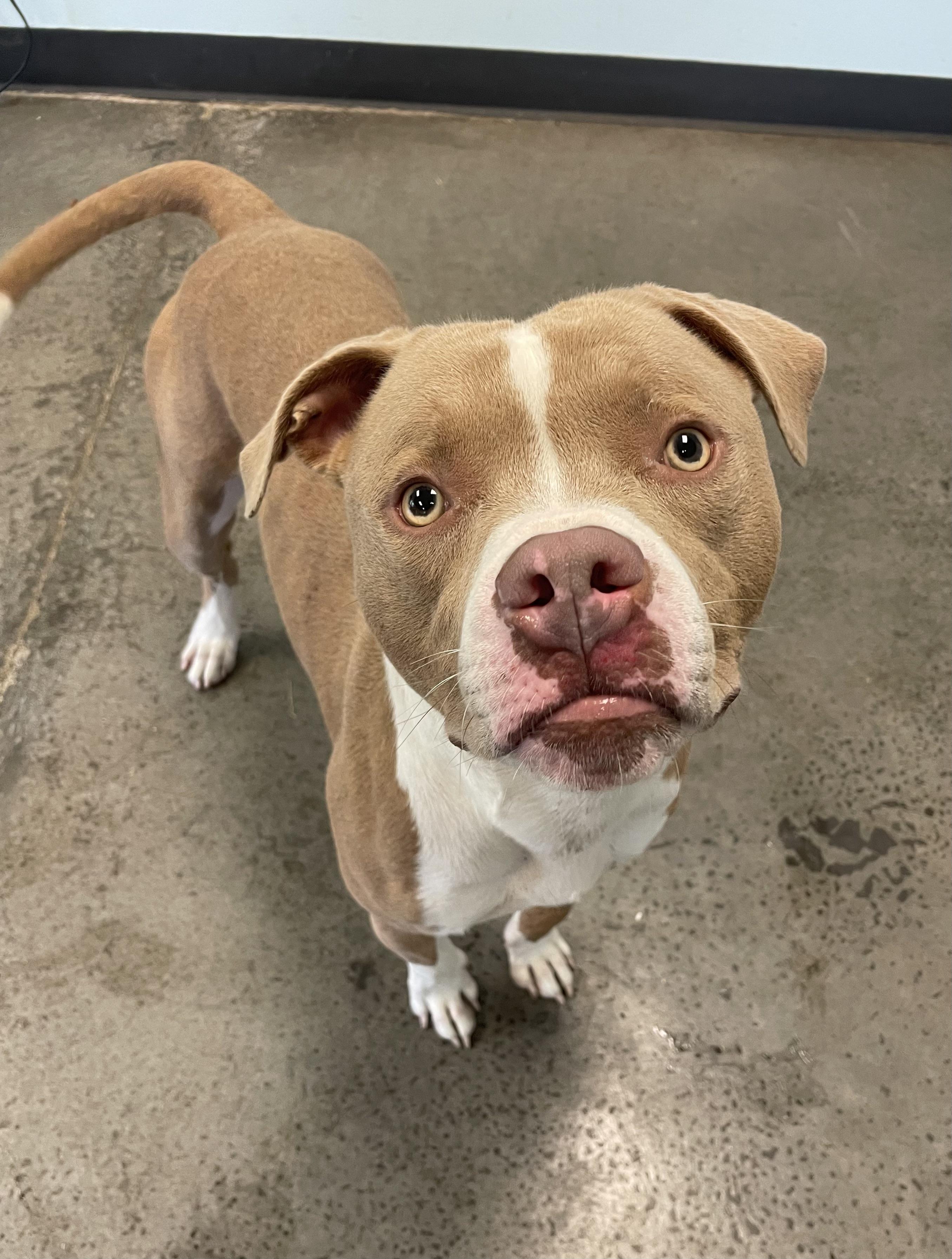 Enlarge Mallard, a Adoptable mixed breed in Mishawaka, IN image 2/4