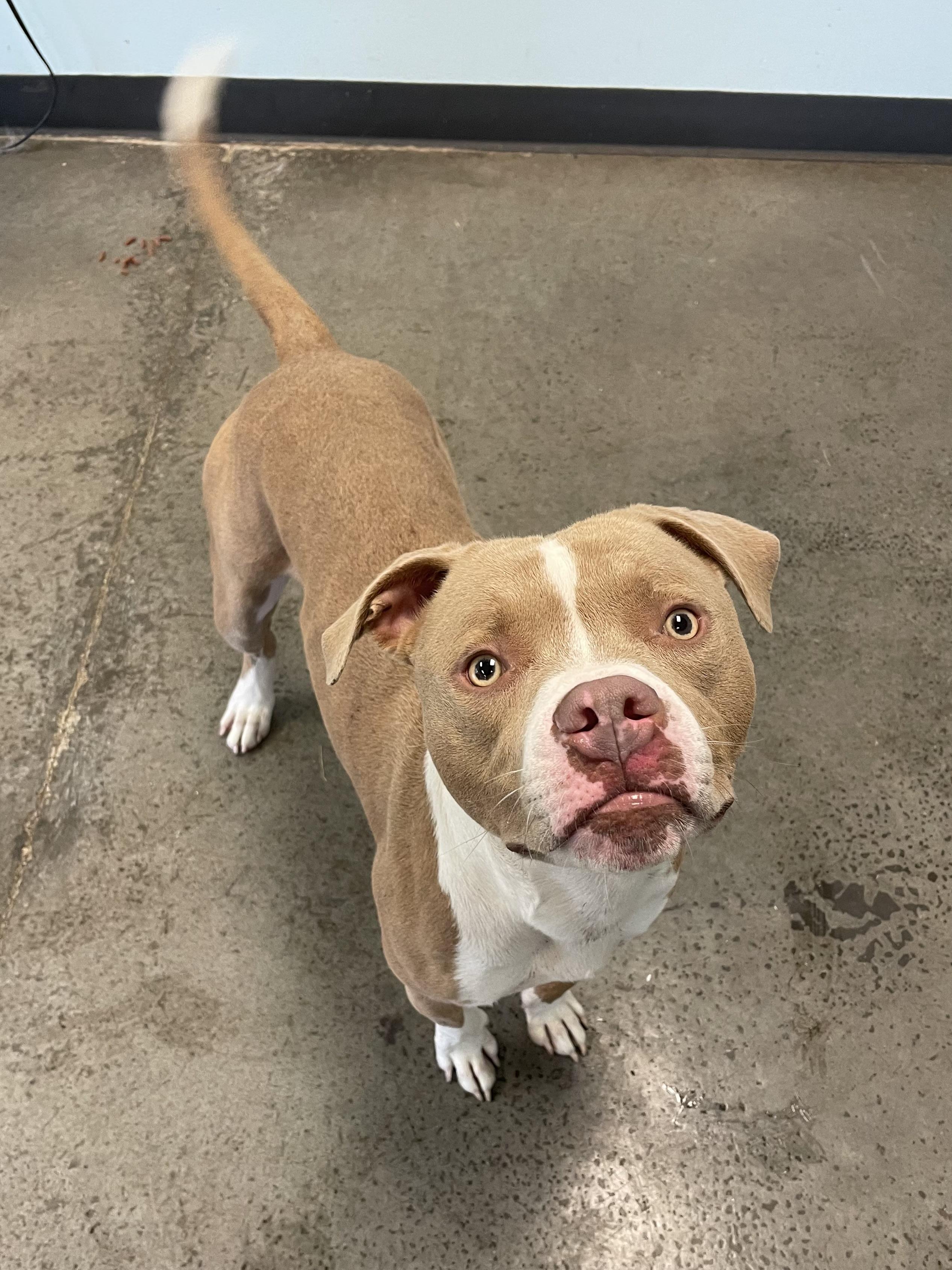 Mallard, Adoptable, Young Male Mixed Breed.