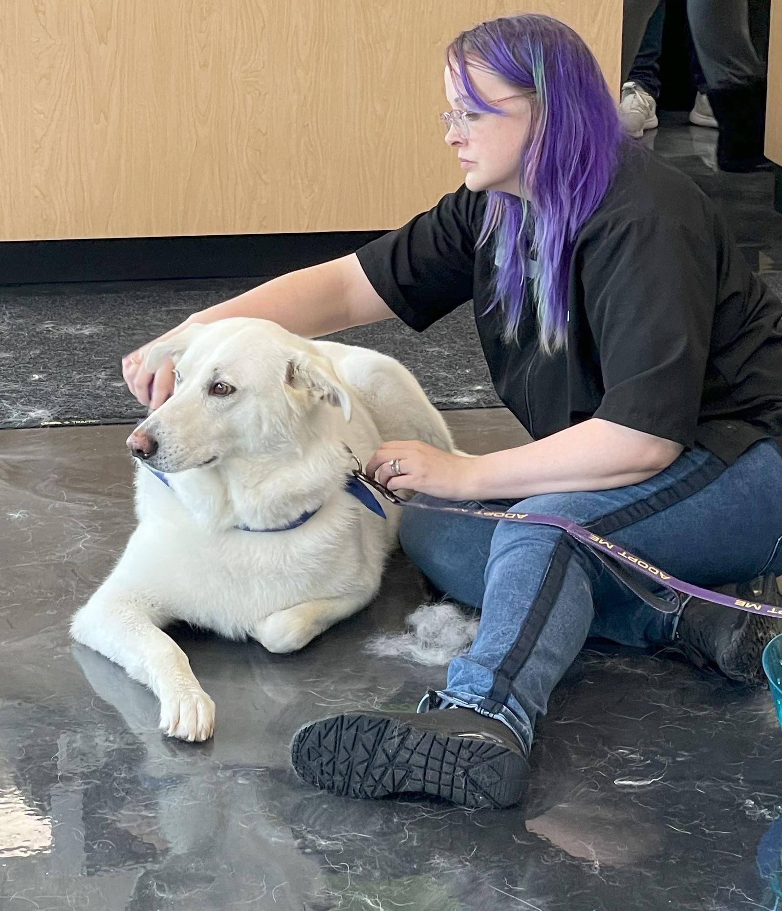 Genny, Adoptable, Adult Female Akbash & Siberian Husky.