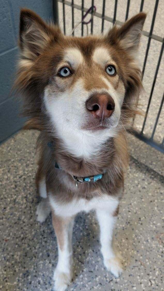 Boa, ADOPTABLE, Young Female Husky.