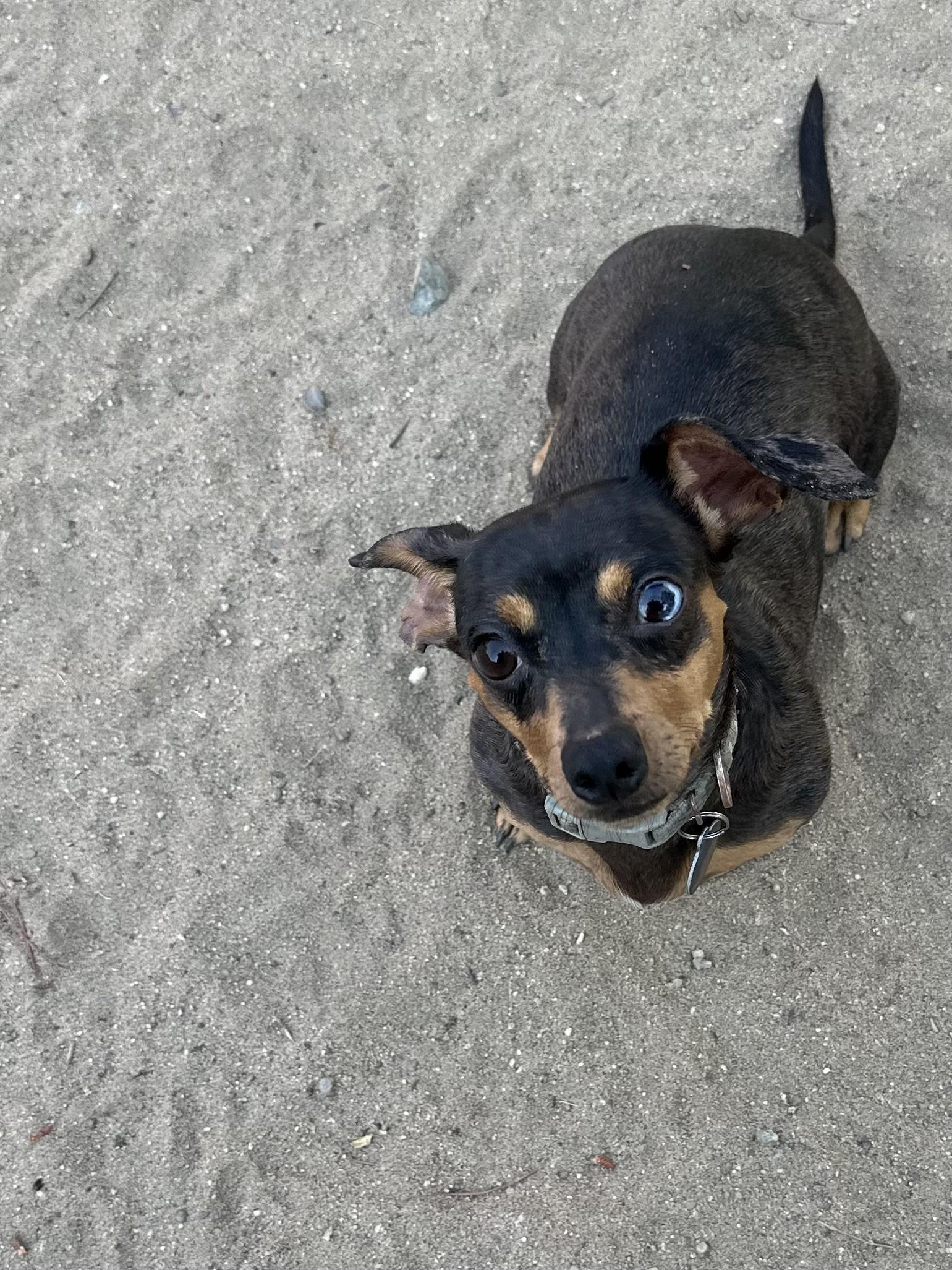 MERRY, Adoptable, Adult Female Dachshund.