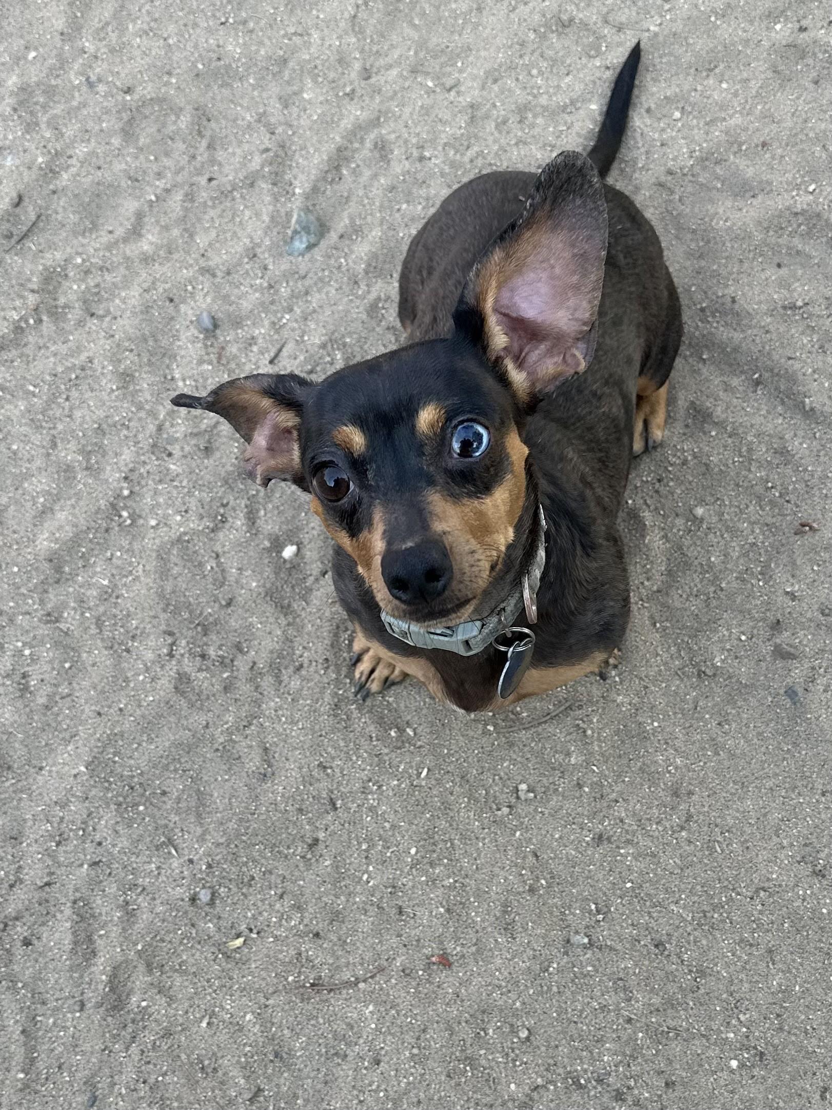 MERRY, a Adoptable mixed breed in Fresno, CA image 2/3