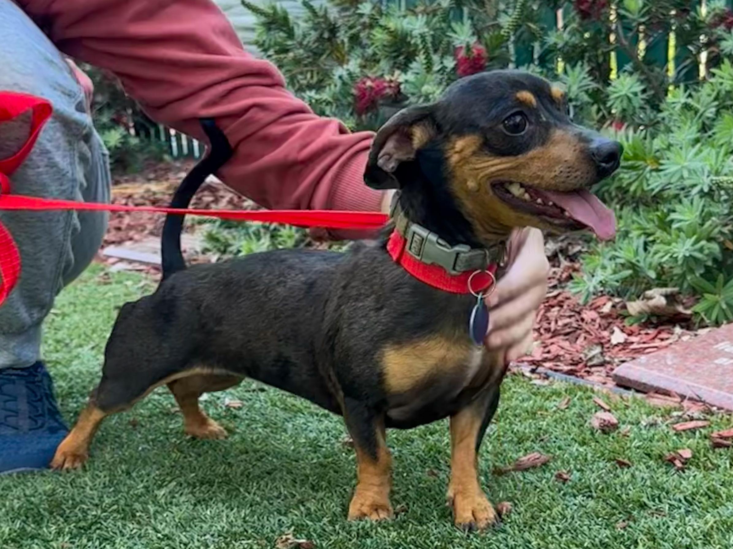 Enlarge MERRY, a Adoptable mixed breed in Fresno, CA image 3/4