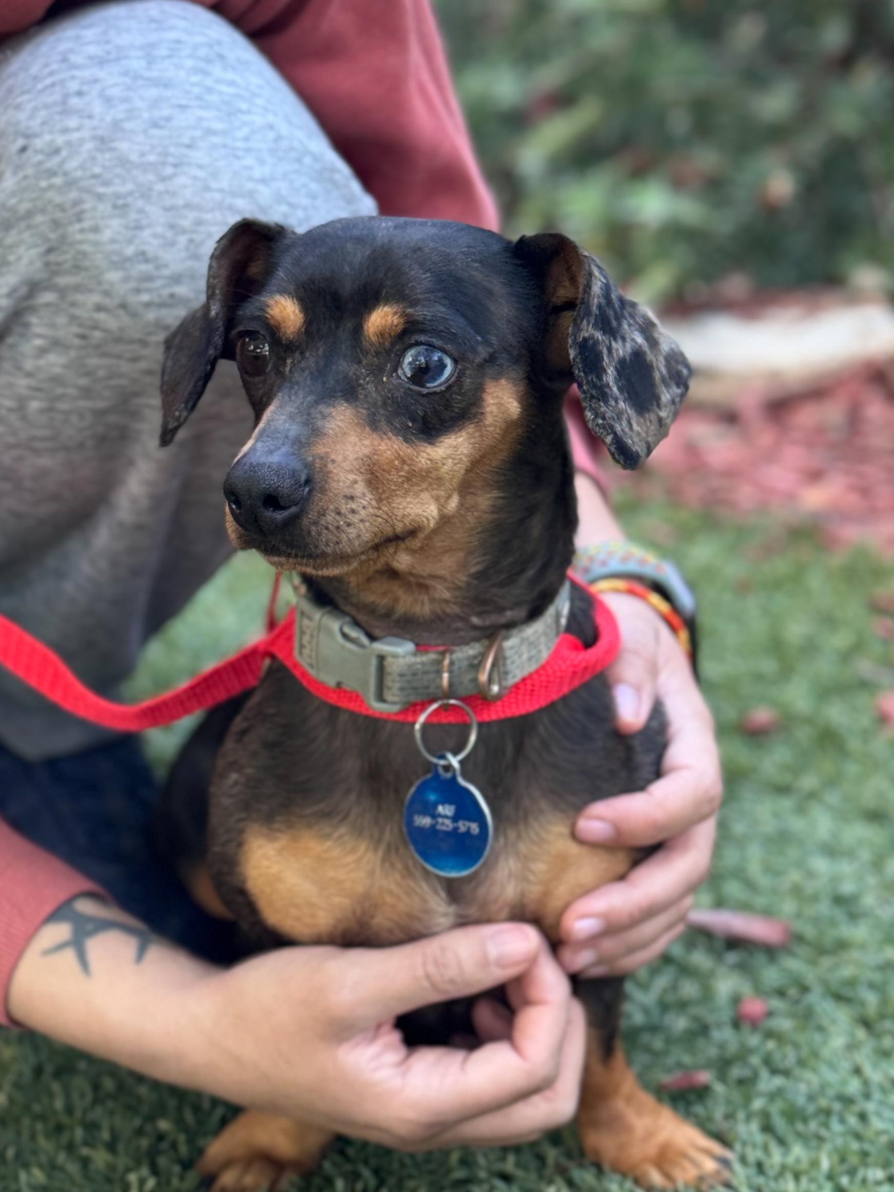 Enlarge MERRY, a Adoptable mixed breed in Fresno, CA image 2/4