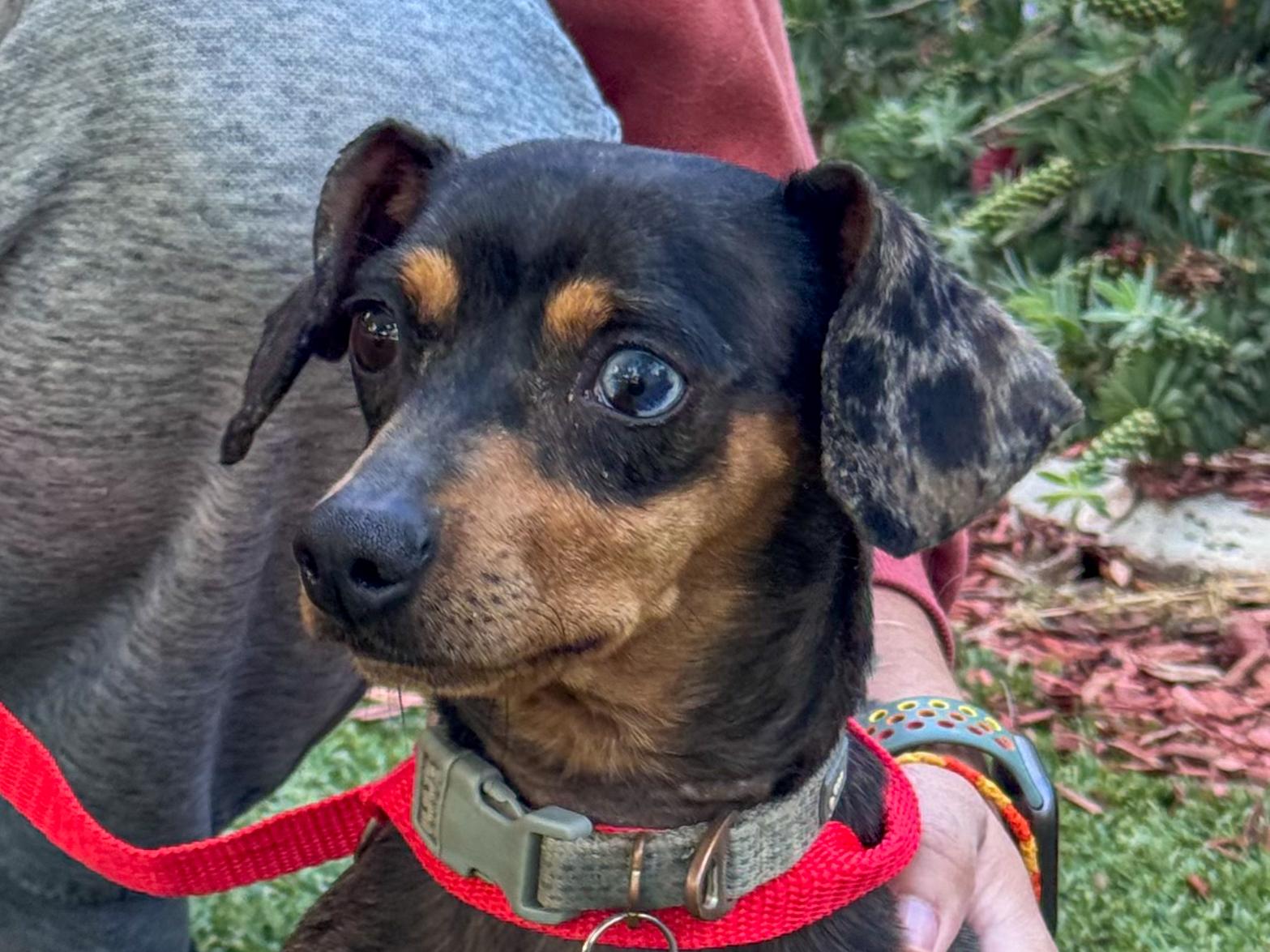 Enlarge MERRY, a Adoptable mixed breed in Fresno, CA image 4/4