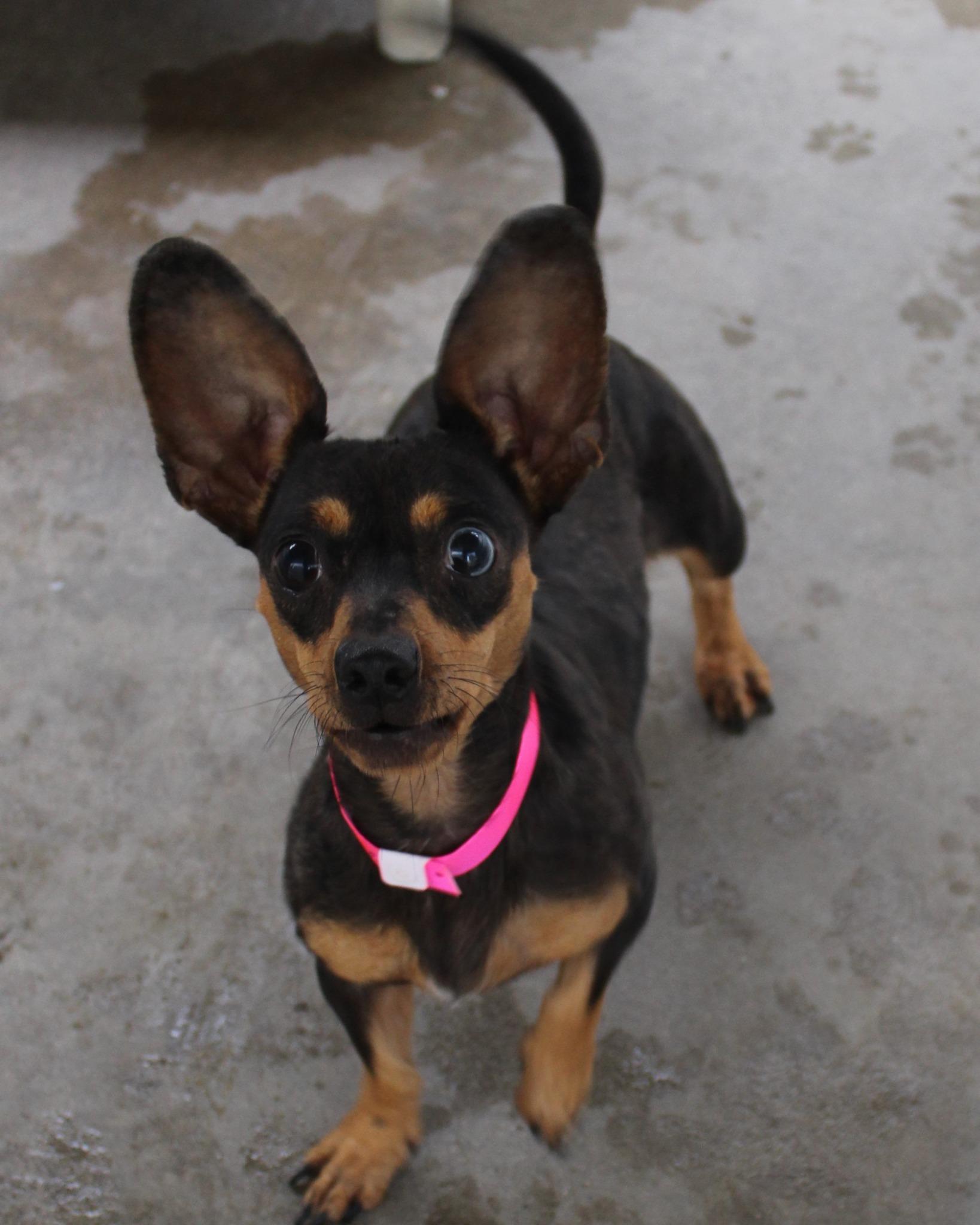 MERRY, a Adoptable mixed breed in Fresno, CA image 3/3