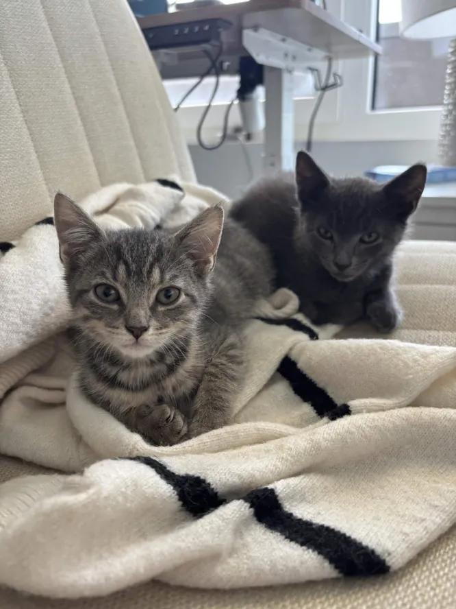 Luca & Lola, Adoptable, Kitten Male Domestic Short Hair.