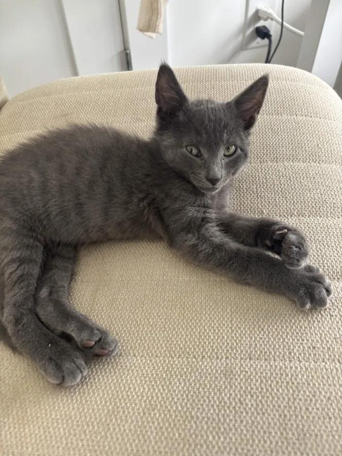 Enlarge Luca & Lola, a Adoptable Domestic Short Hair in Weehawken, NJ image 2/6