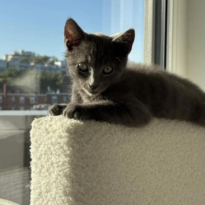 Enlarge Luca & Lola, a Adoptable Domestic Short Hair in Weehawken, NJ image 6/6