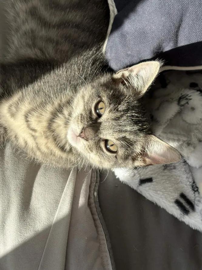 Enlarge Luca & Lola, a Adoptable Domestic Short Hair in Weehawken, NJ image 5/6