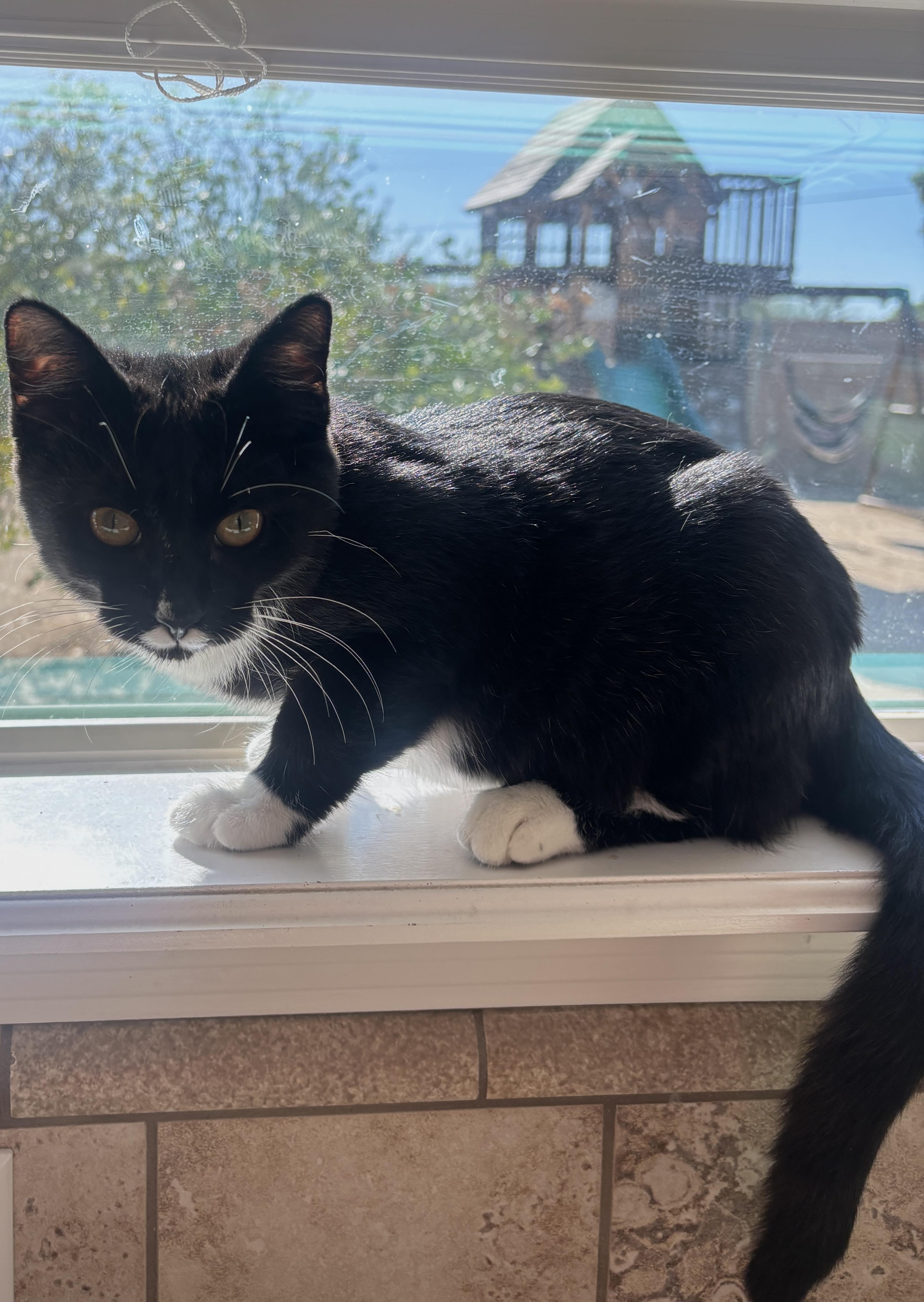 Mr. Whiskers, a Adoptable Domestic Short Hair in queen creek, AZ image 2/2