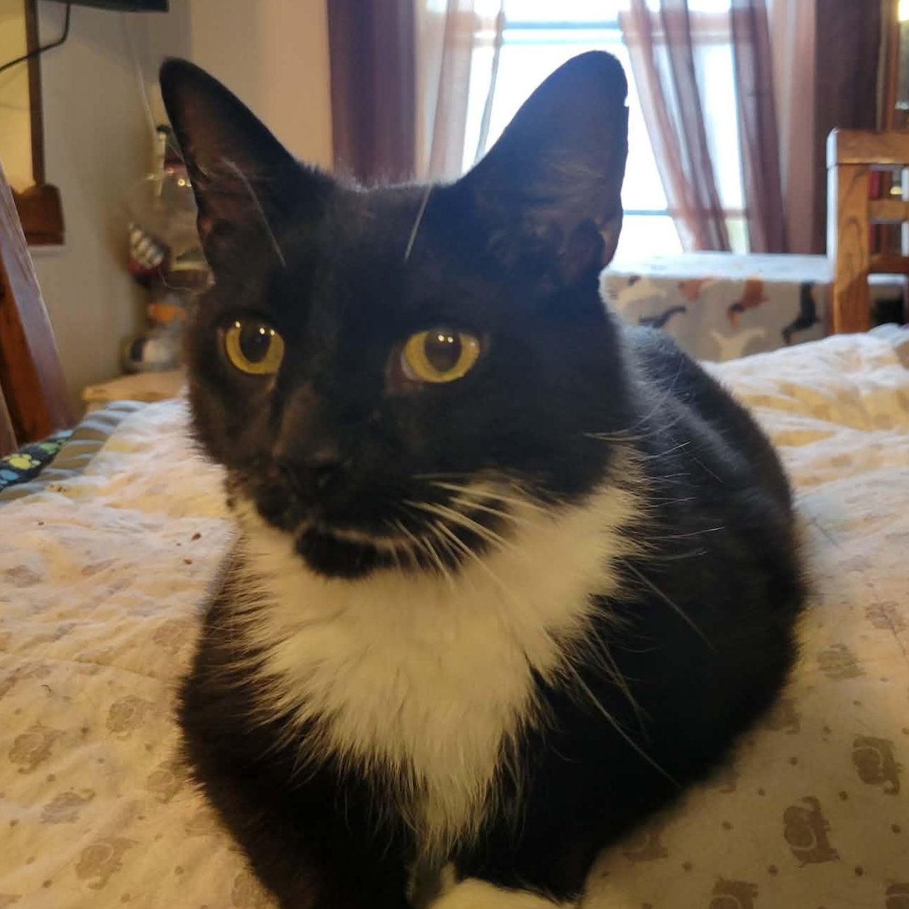 Trigger, adopted, Young Male Tuxedo & Domestic Short Hair.