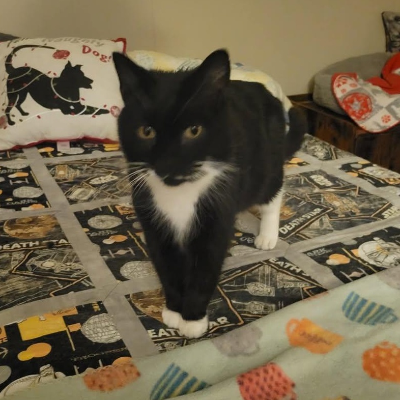 Trigger, an adopted mixed breed in East Amherst, NY image 4/6