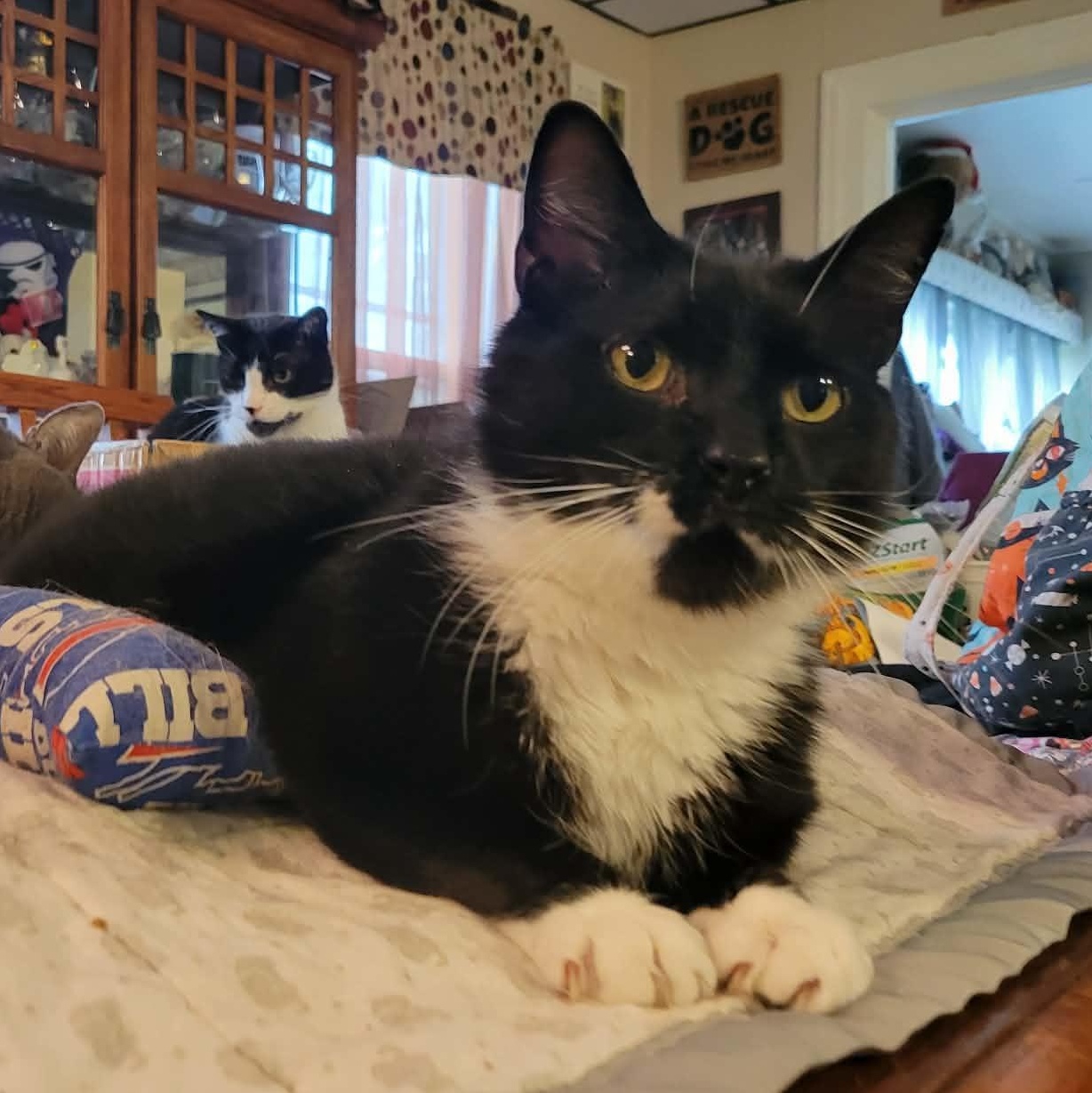 Trigger, an adopted mixed breed in East Amherst, NY image 6/6
