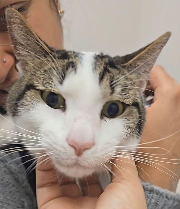 Gus Gus, Adoptable, Adult Male Domestic Short Hair.