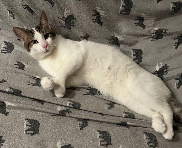 Gus Gus, a Adoptable mixed breed in Stratham, NH image 2/2