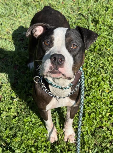 MAYO, Adoptable, Adult Female American Staffordshire Terrier.