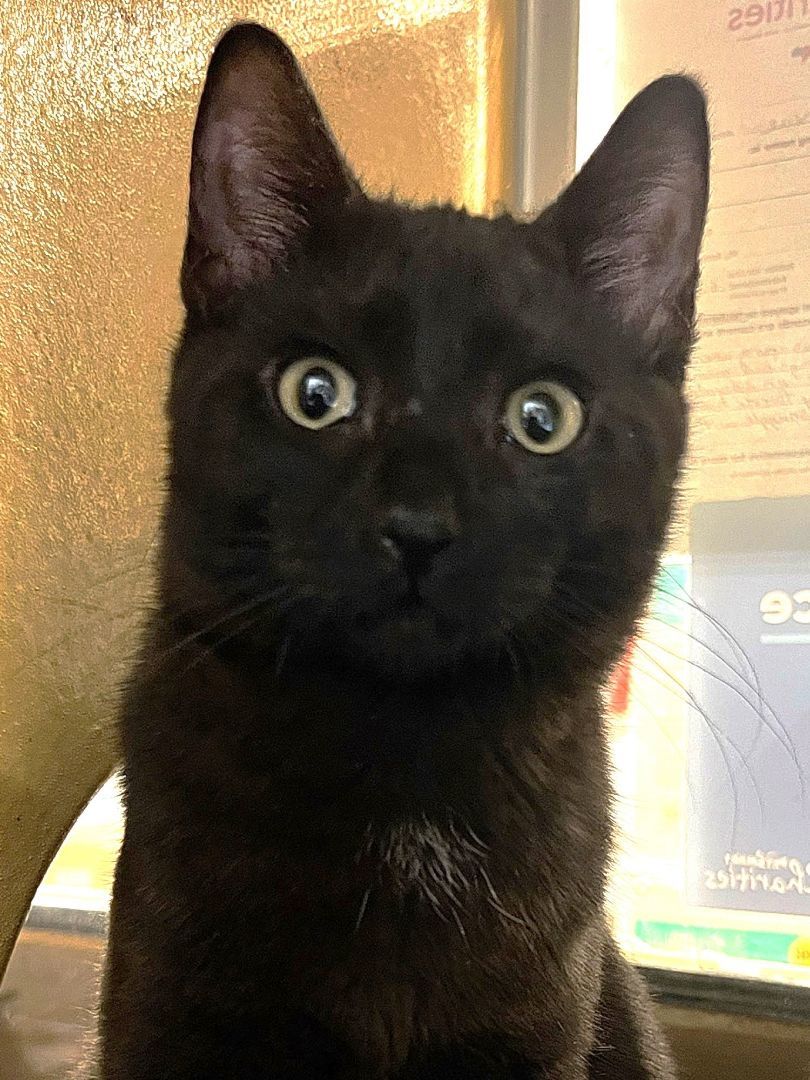 Sheldon, Baby Male Domestic Short Hair