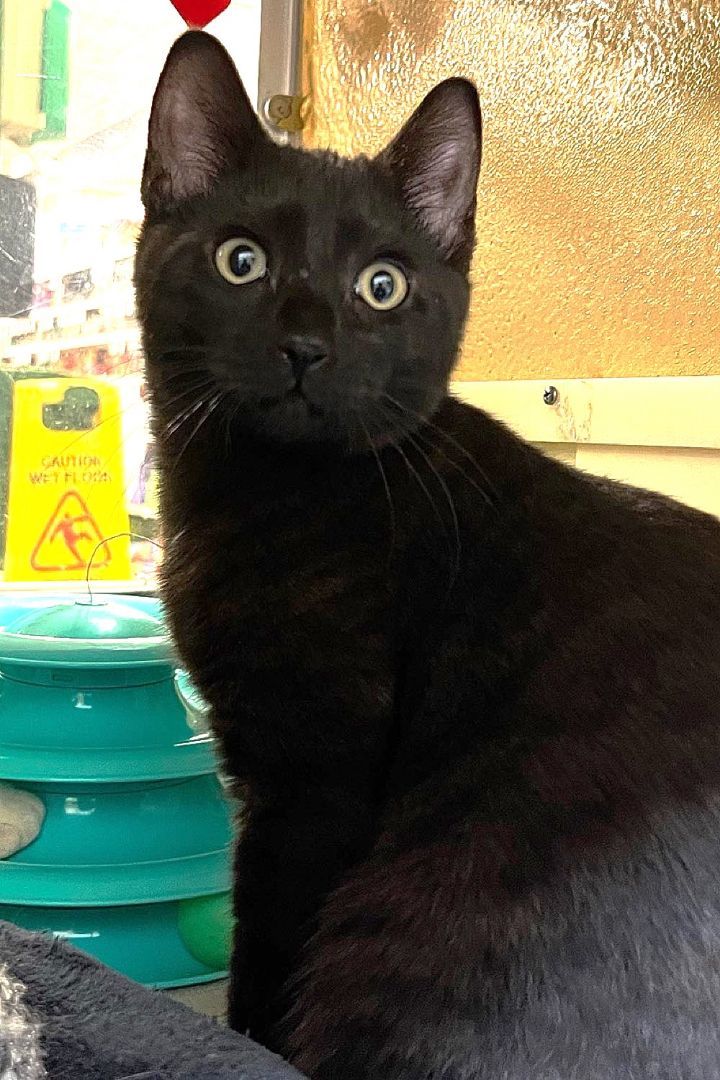 Sheldon, a Adoptable Domestic Short Hair in Sioux Falls, SD image 2/2