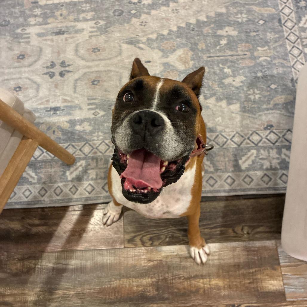 Enlarge Donut, a ADOPTABLE Boxer in Tallahassee, FL image 3/4