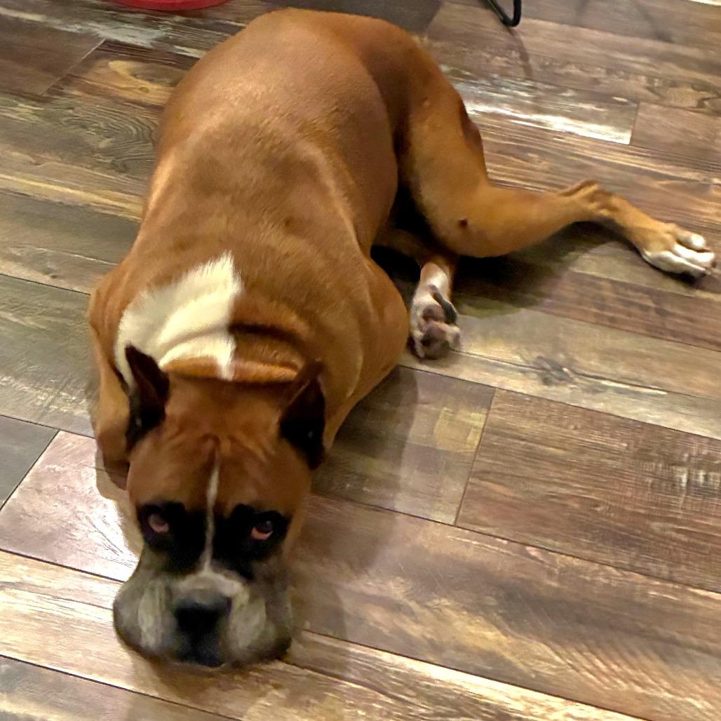Enlarge Donut, a ADOPTABLE Boxer in Tallahassee, FL image 4/4