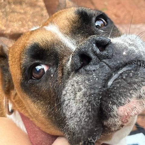 Enlarge Donut, a ADOPTABLE Boxer in Tallahassee, FL image 2/4