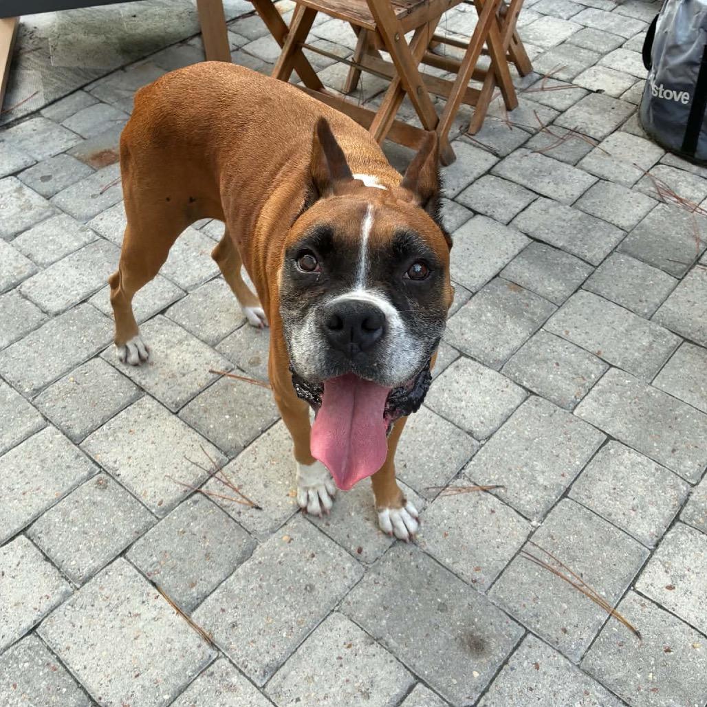 Enlarge Donut, a ADOPTABLE Boxer in Tallahassee, FL image 1/4