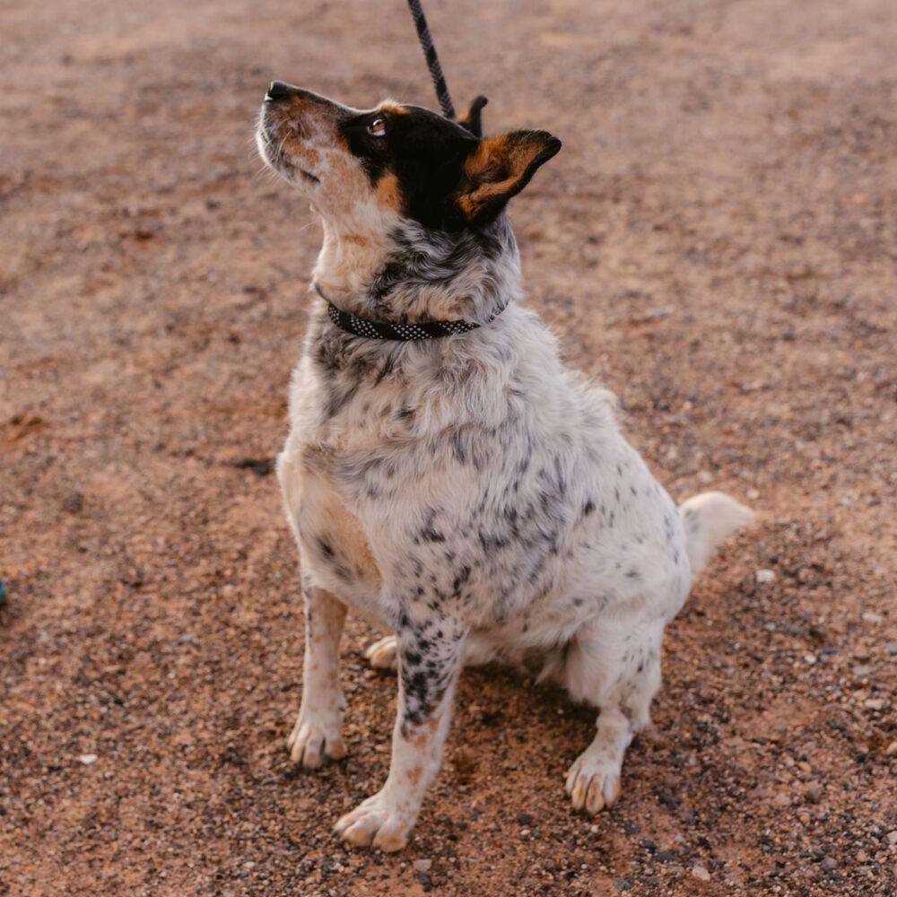Harlow, Adoptable, Adult Female Cattle Dog.