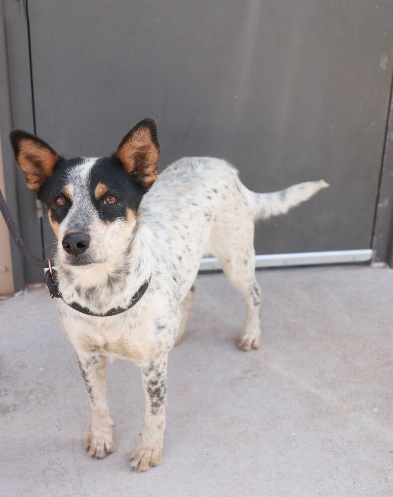Enlarge Harlow, a Adoptable mixed breed in Page, AZ image 2/5