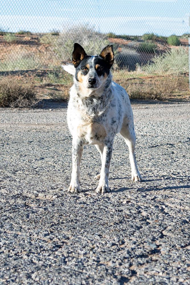 Harlow, Adoptable, Adult Female Cattle Dog.