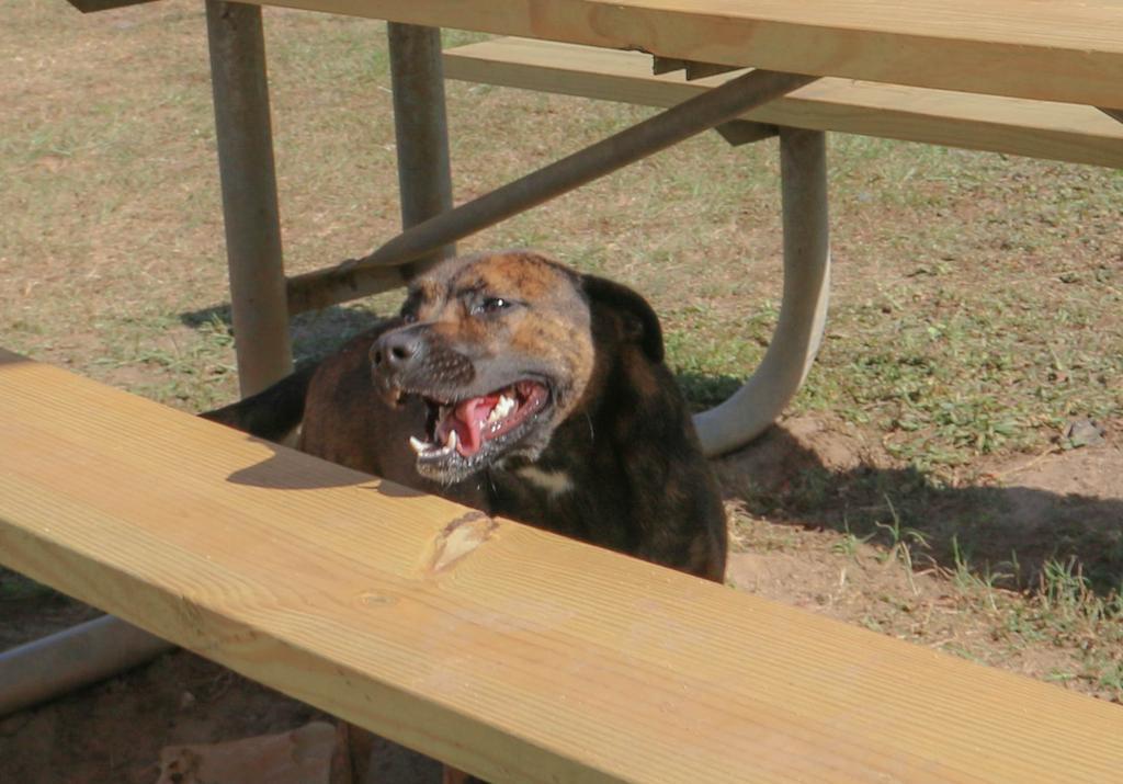 MUSHROOM, Adoptable, Adult Female Mixed Breed.