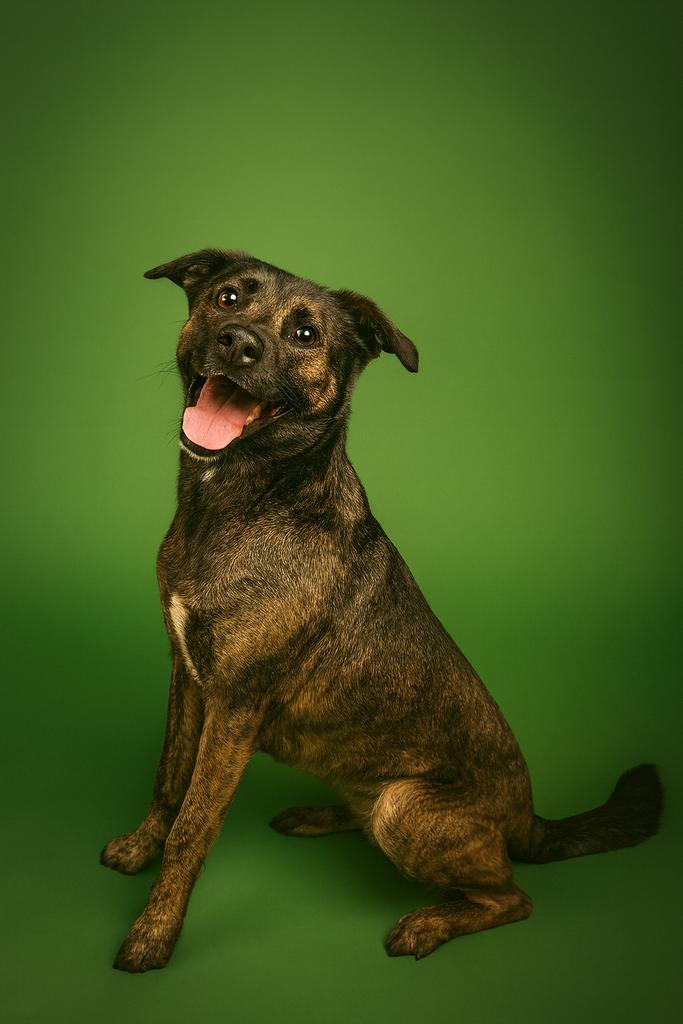 Enlarge MUSHROOM, a Adoptable mixed breed in Florence, SC image 3/6