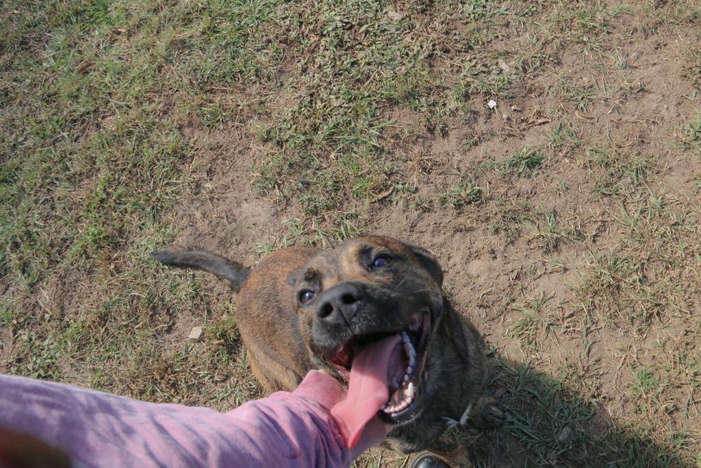 Enlarge MUSHROOM, a Adoptable mixed breed in Florence, SC image 4/6