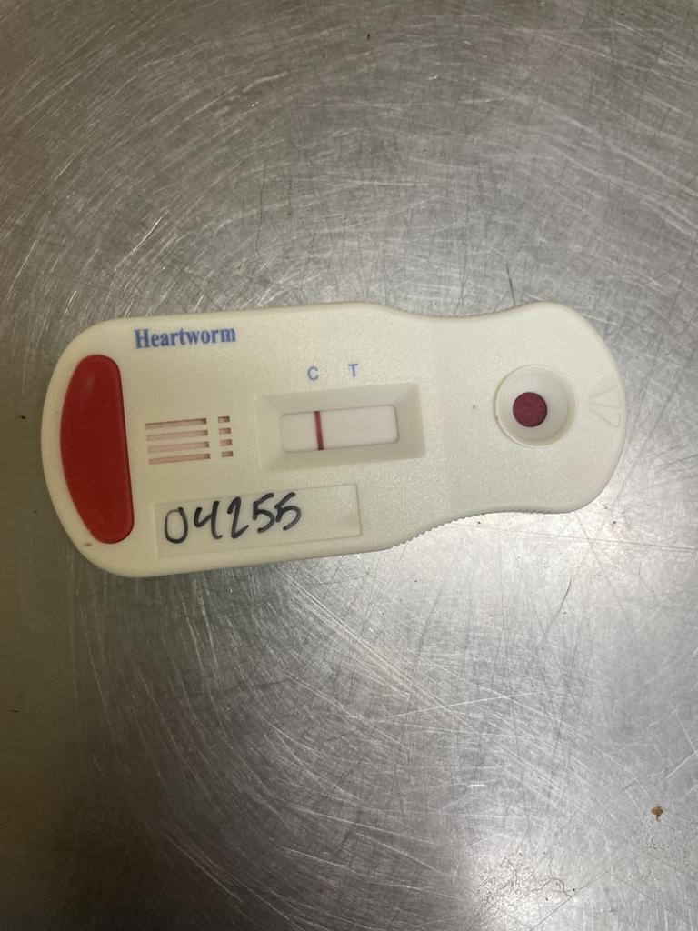 Enlarge MUSHROOM, a Adoptable mixed breed in Florence, SC image 5/6