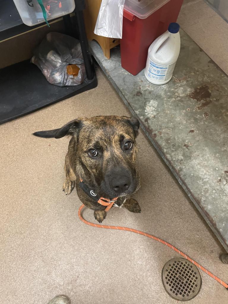 Enlarge MUSHROOM, a Adoptable mixed breed in Florence, SC image 5/6