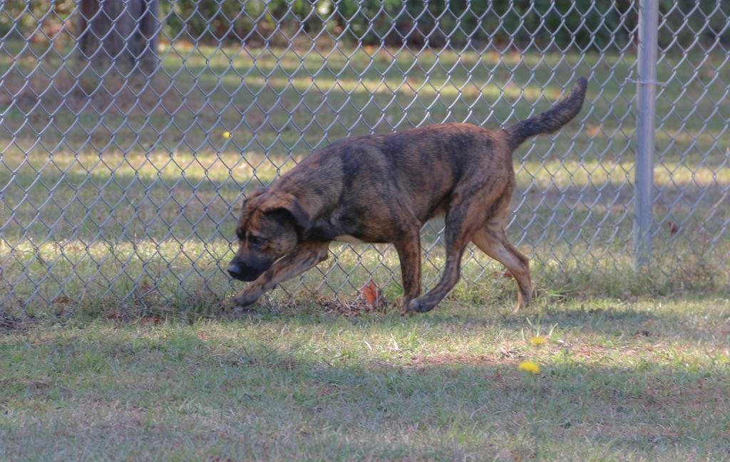Enlarge MUSHROOM, a Adoptable mixed breed in Florence, SC image 6/6