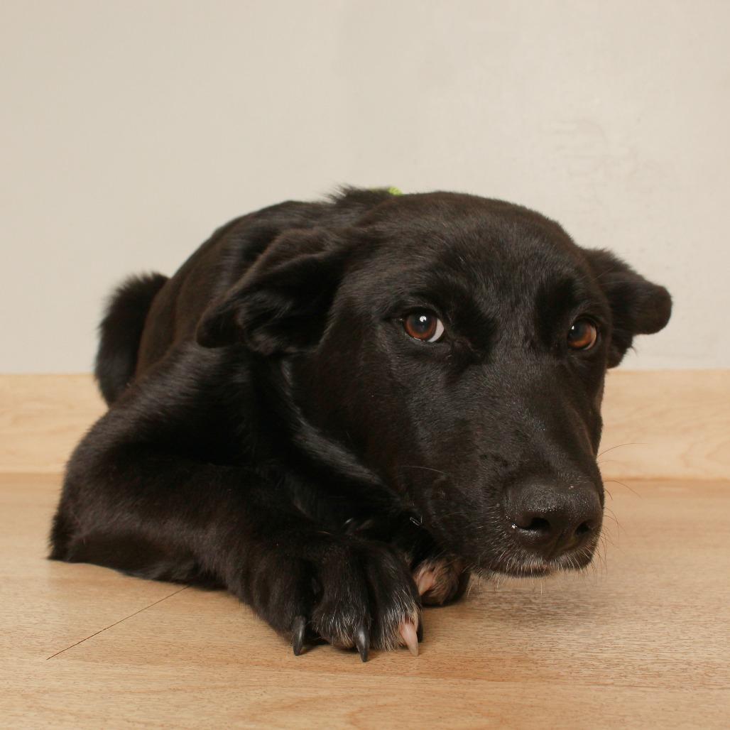 Enlarge Hilo D71126, a Adoptable mixed breed in Minnetonka, MN image 1/2