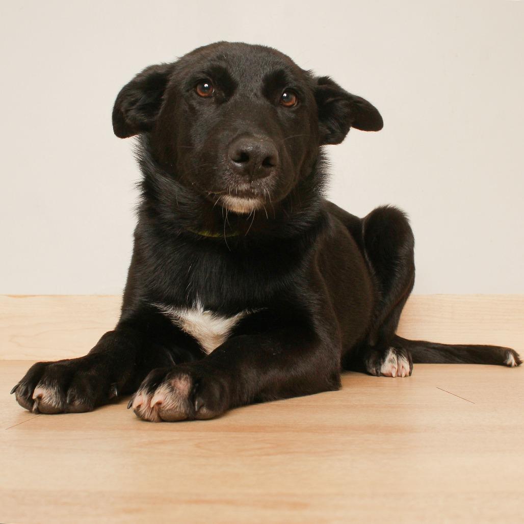 Enlarge Hilo D71126, a Adoptable mixed breed in Minnetonka, MN image 2/2