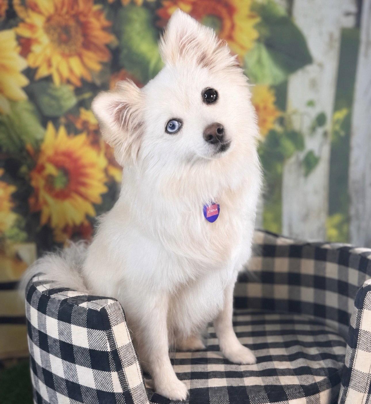 Starla, Adoptable, Young Female Pomeranian.