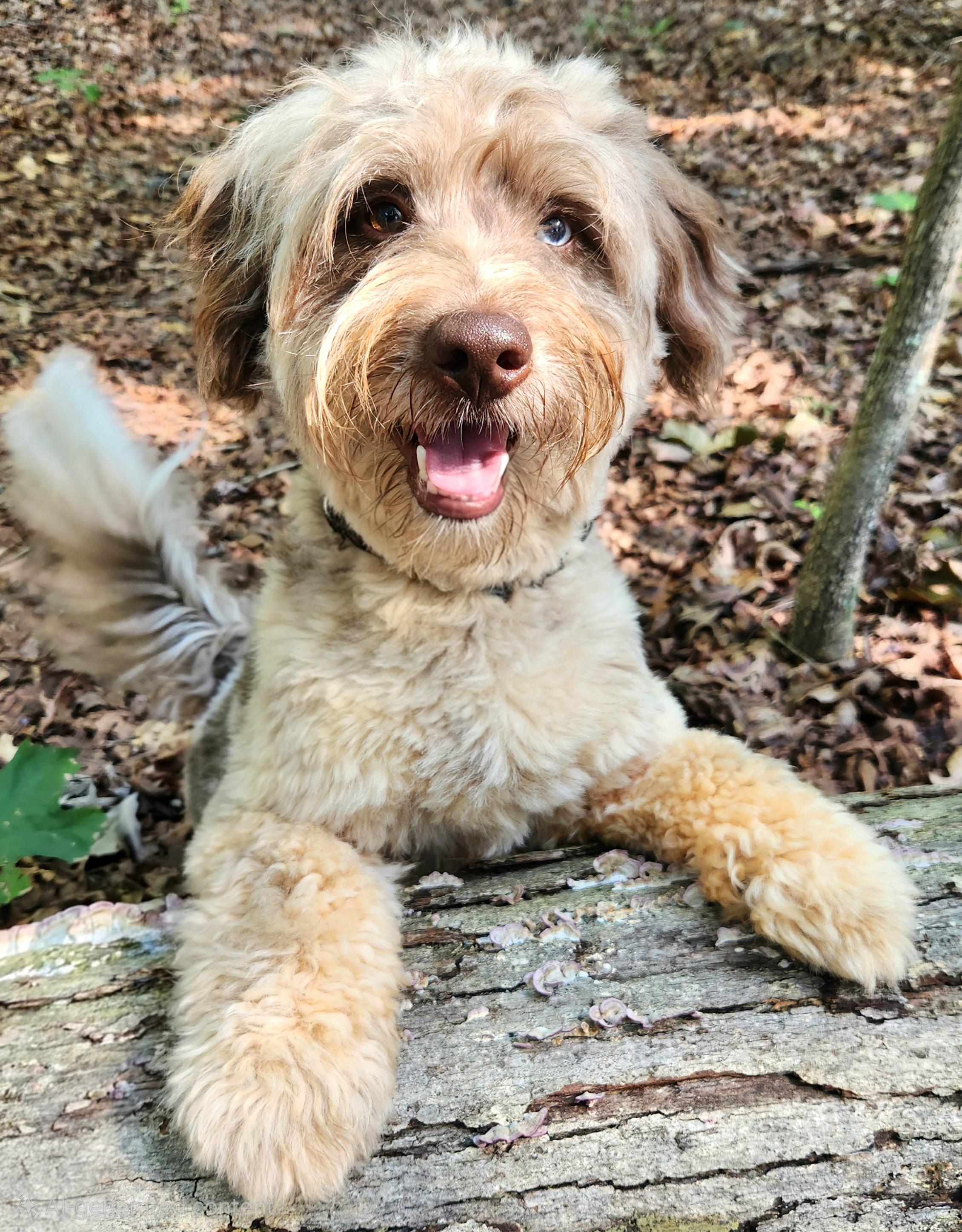 Enlarge Graham, an adopted mixed breed in Pelzer, SC image 4/6