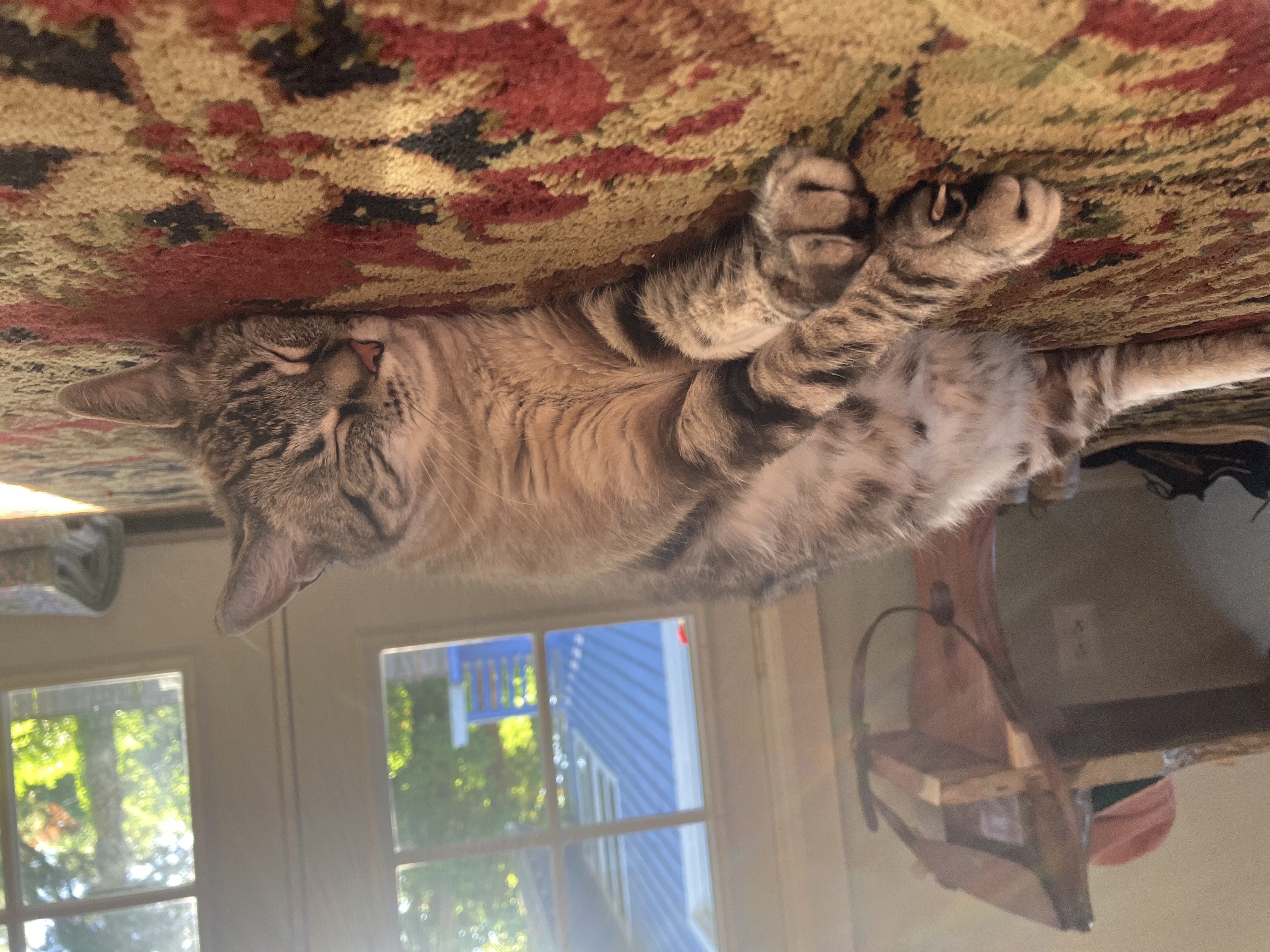 Bill, Adopted, Adult Male Siamese.