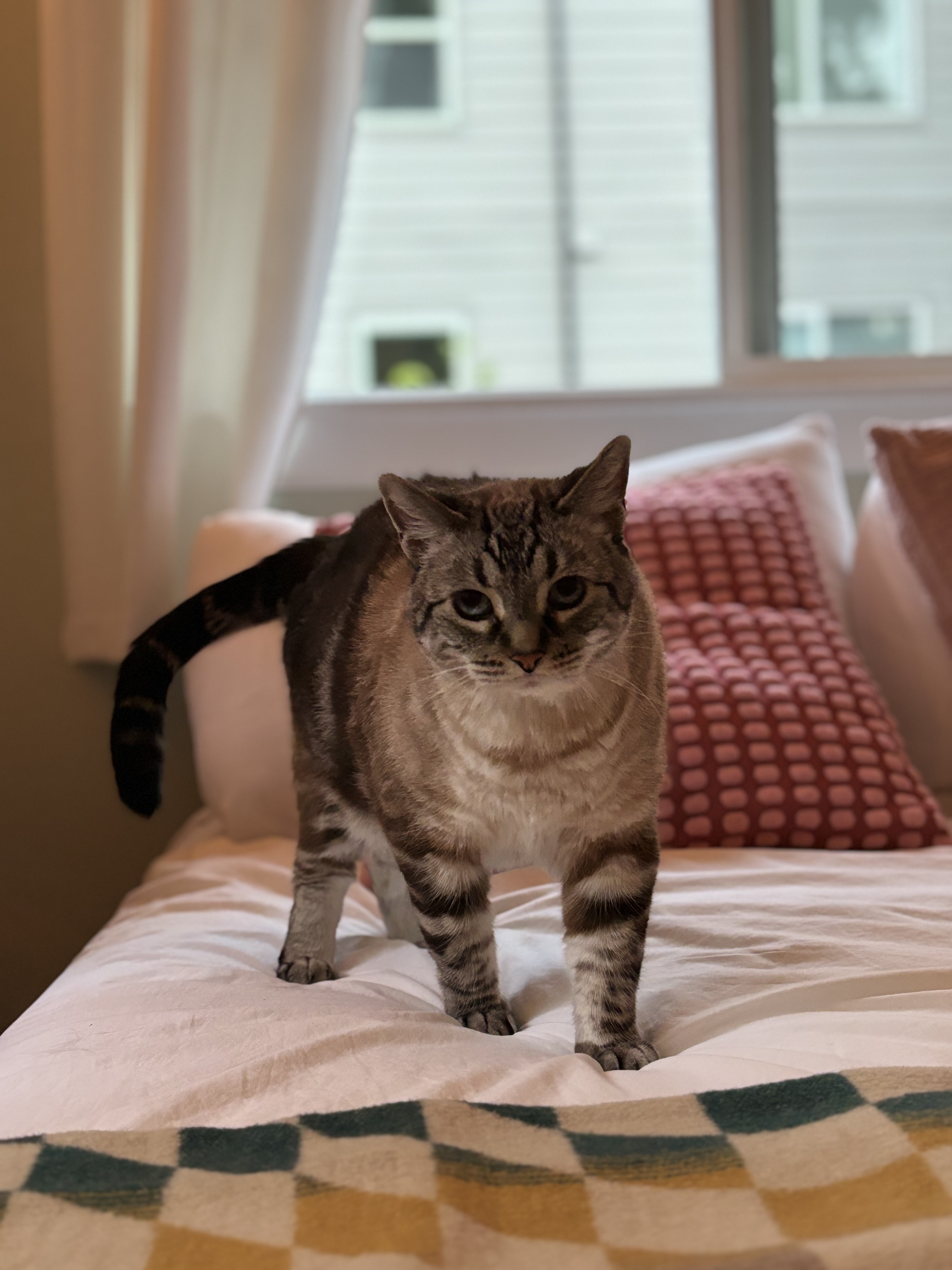 Enlarge Bill, a Adopted Siamese in Portland, OR image 2/6