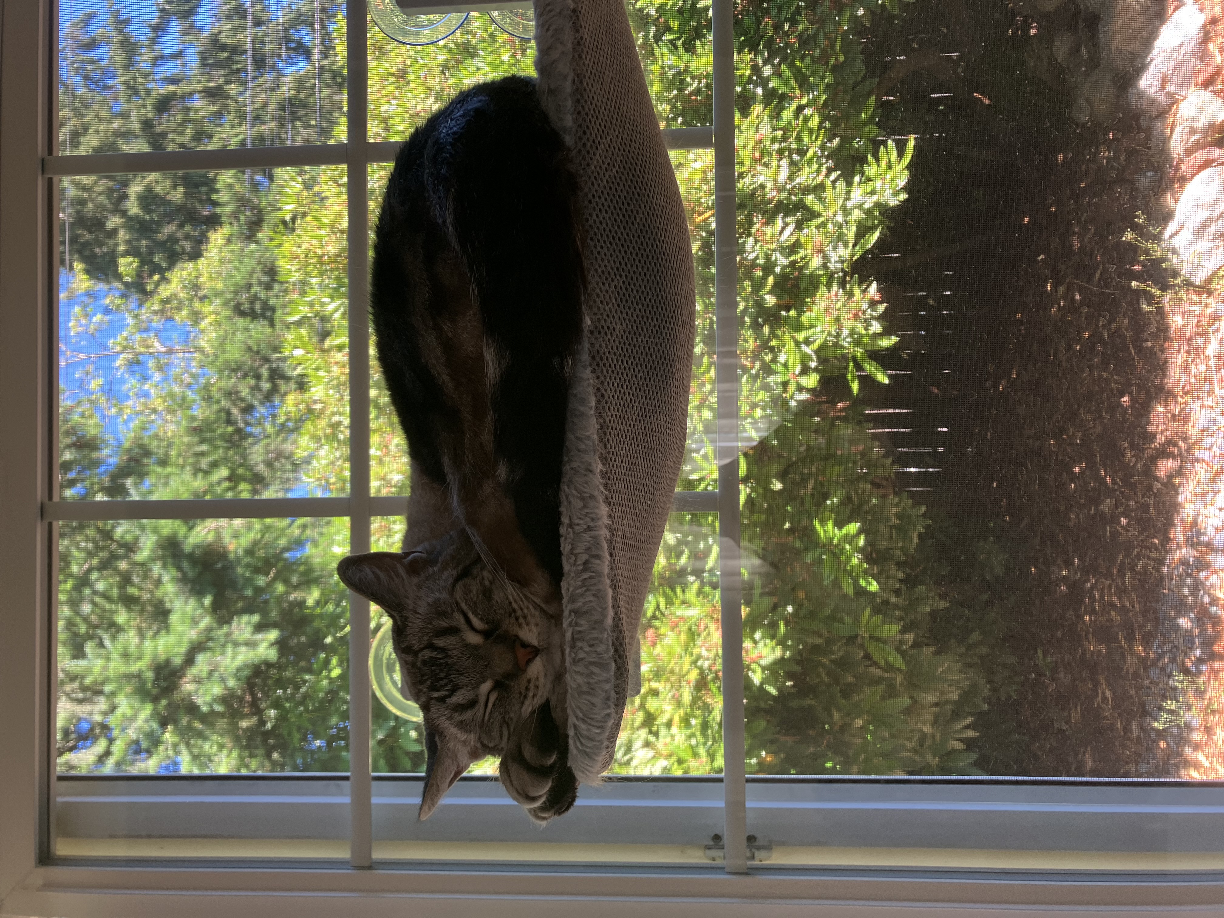 Enlarge Bill, a Adopted Siamese in Portland, OR image 3/6