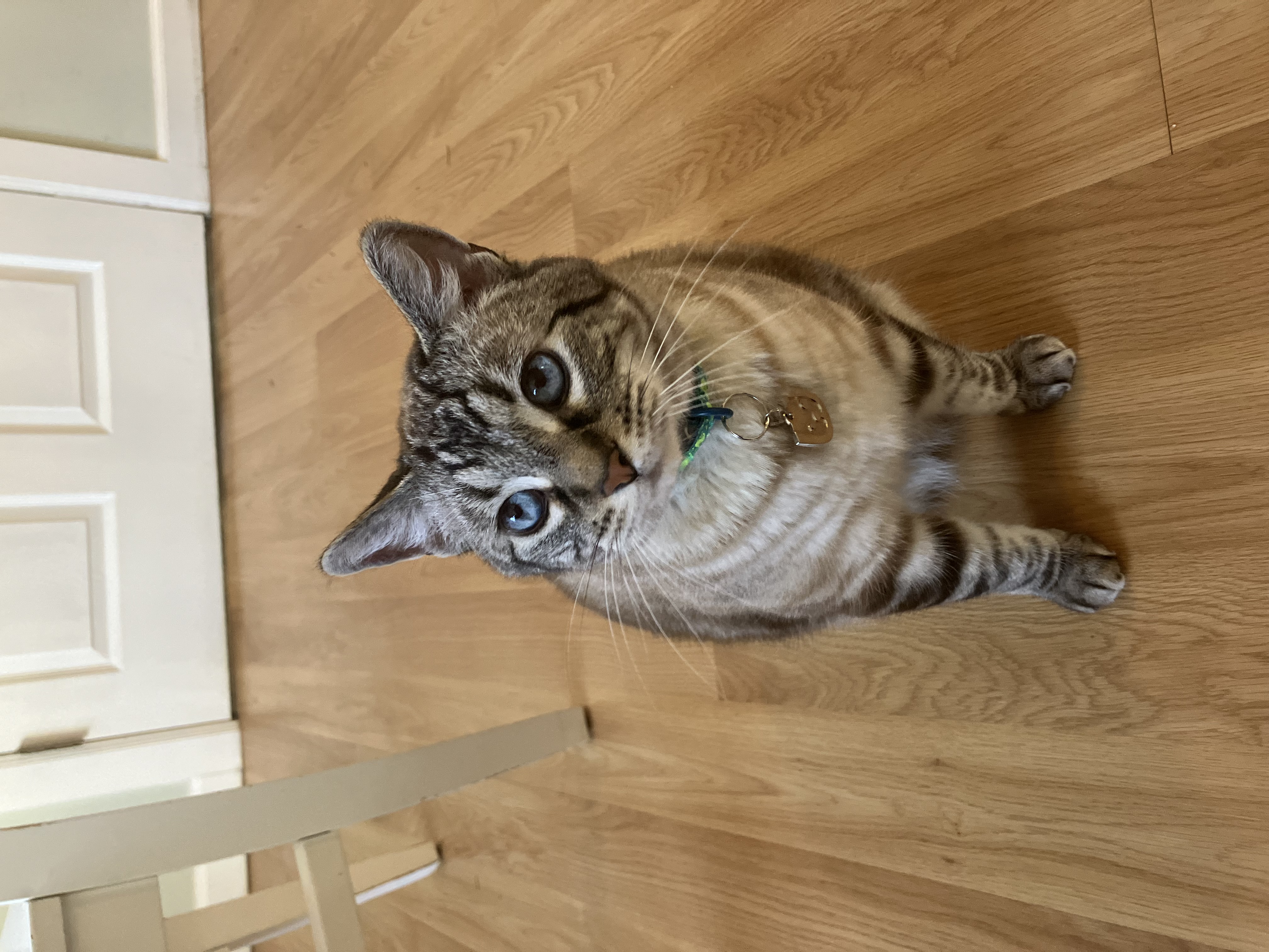 Enlarge Bill, a Adopted Siamese in Portland, OR image 4/6