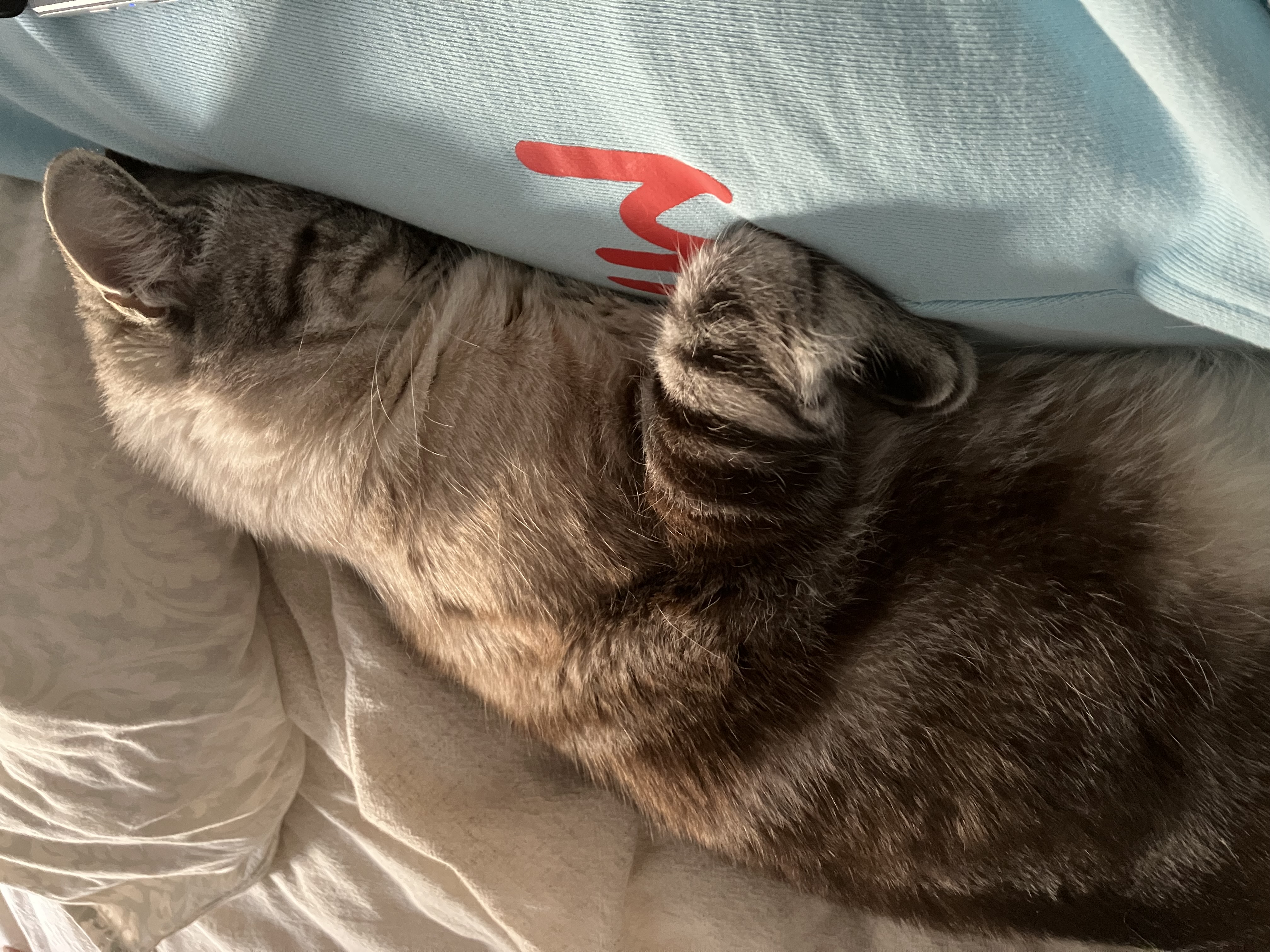 Enlarge Bill, a Adopted Siamese in Portland, OR image 6/6