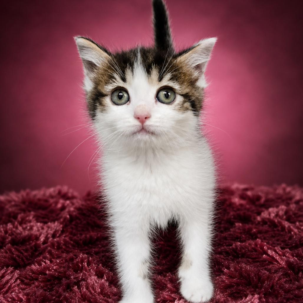 Daisy, Adoptable, Kitten Female Domestic Short Hair.