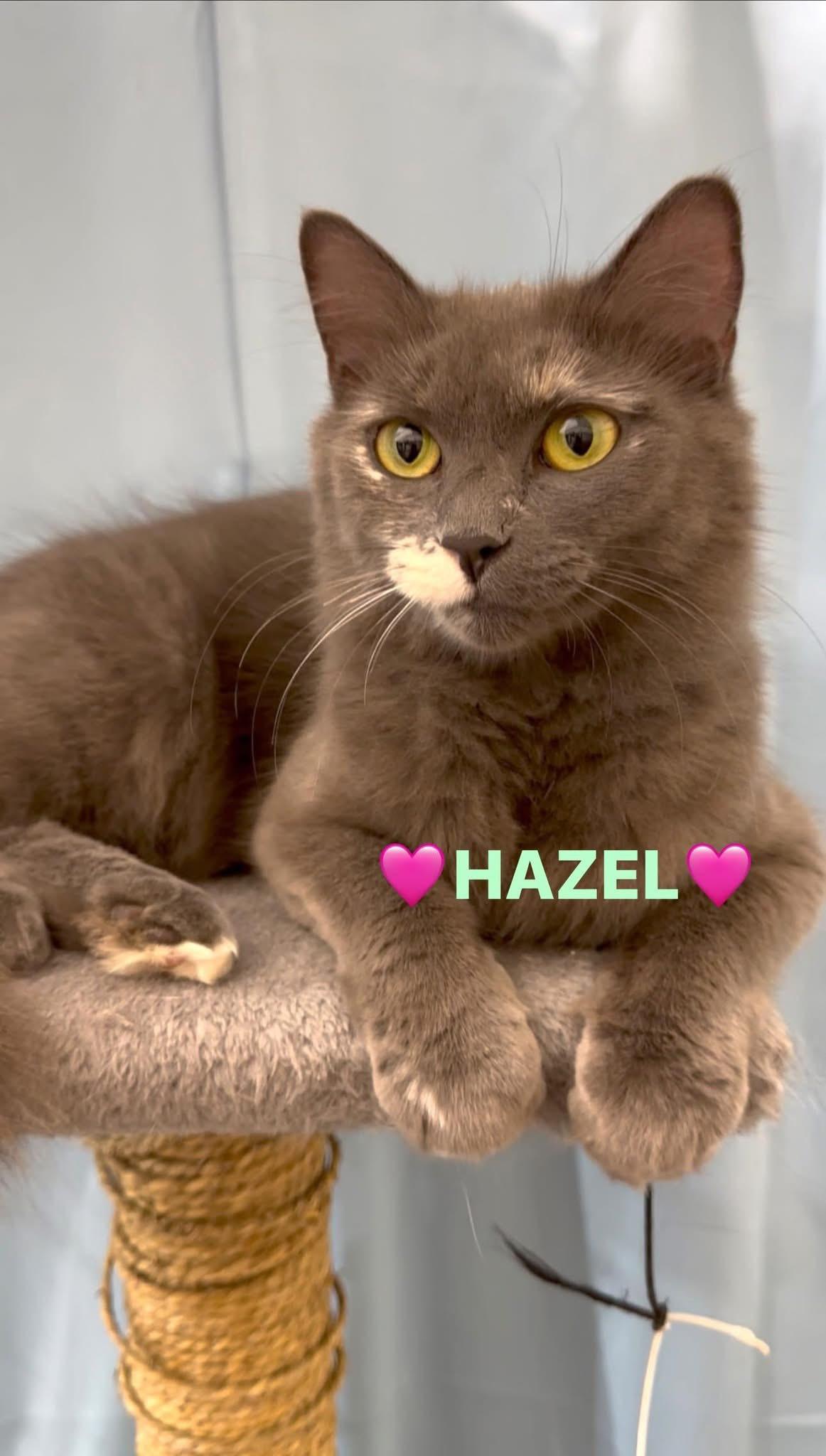 Hazel, a Adoptable Domestic Short Hair in Enfield, CT image 1/2